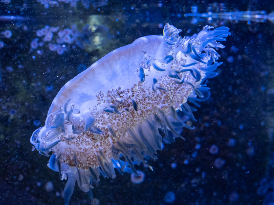 Deep Blue Aquarium Tour-安娜堡必去景点