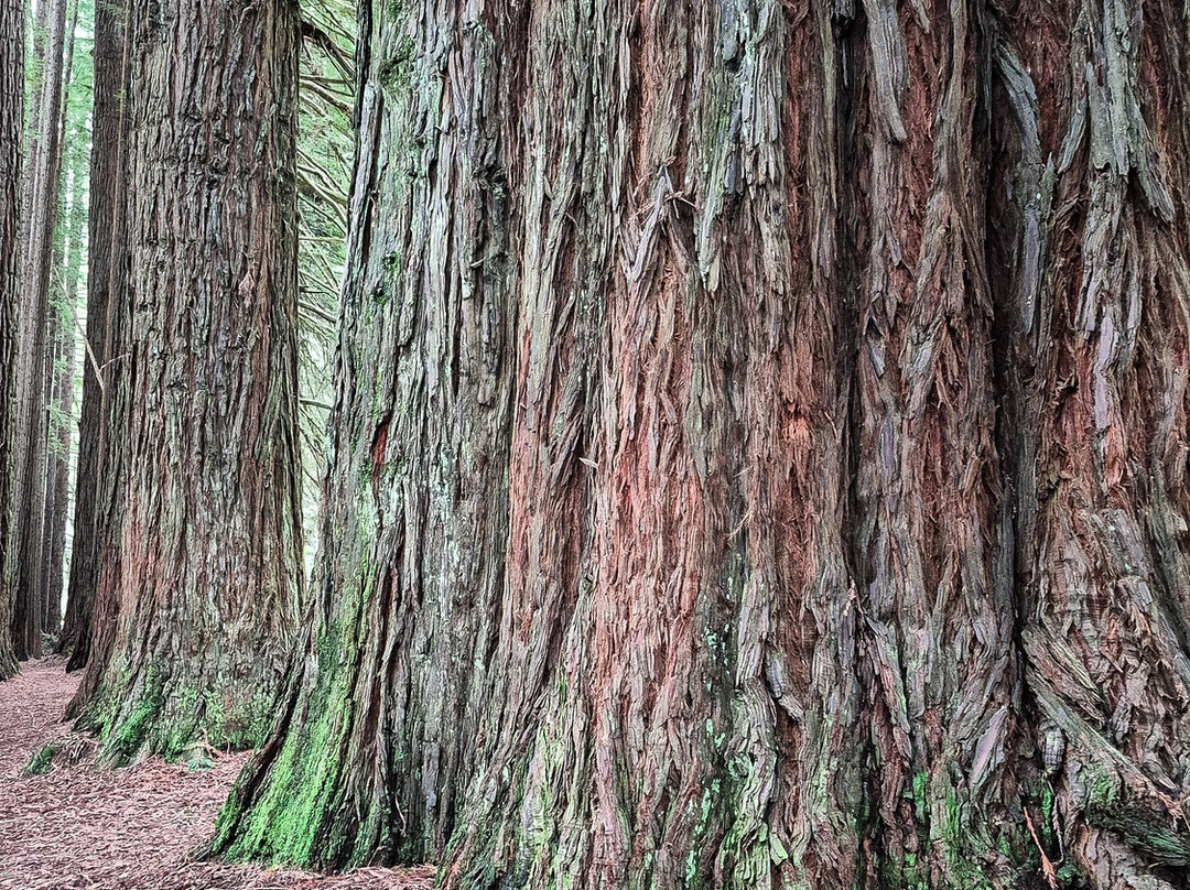 The Redwoods-Beech Forest必去景点
