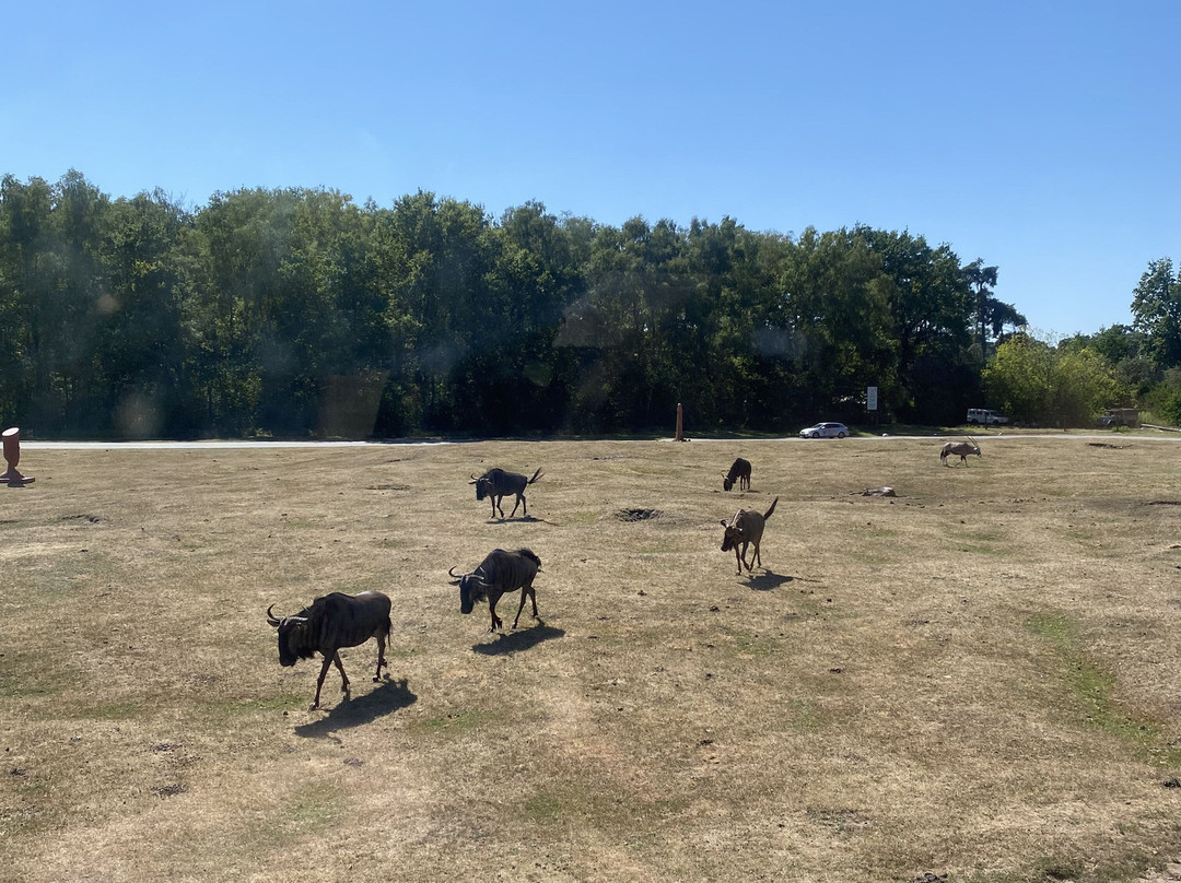 Serengeti-park Hodenhagen-Hodenhagen必去景点