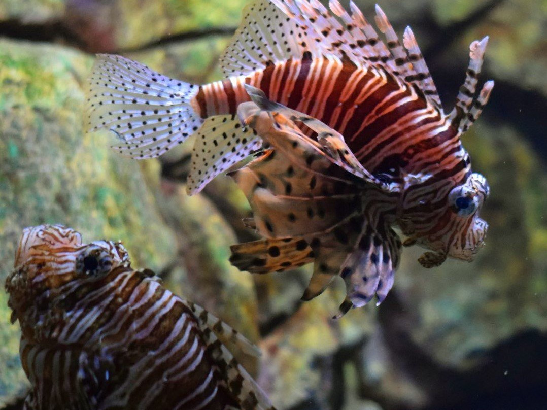 Sochi Discovery World Aquarium-Kurortny Gorodok必去景点