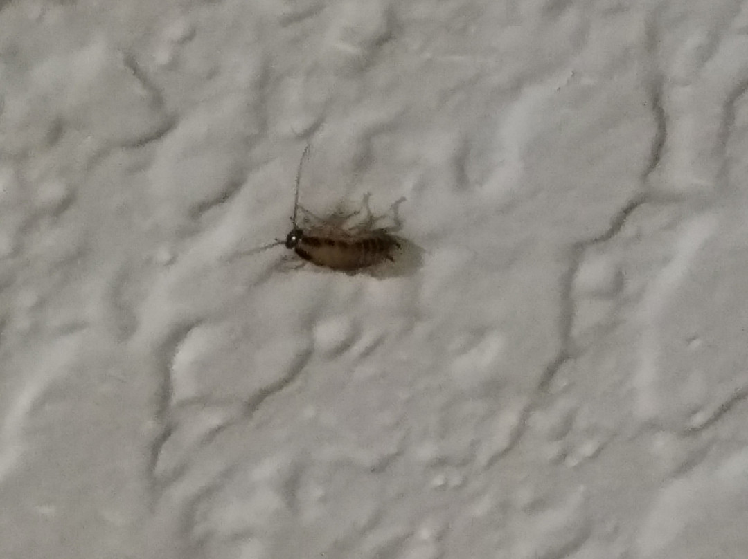 Budget Inn Wentzville