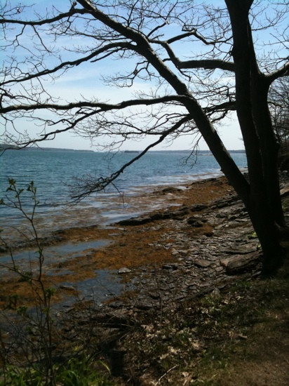 Mackworth Island景点图片