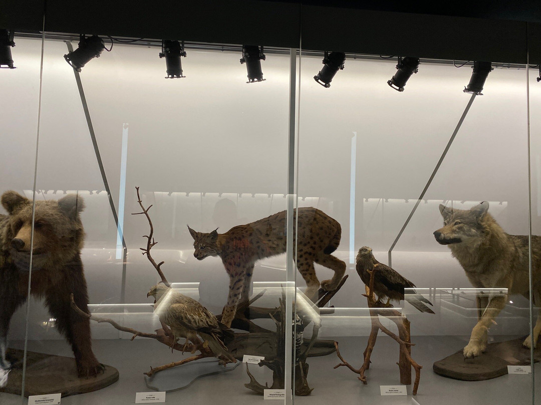 Forestry Museum景点图片