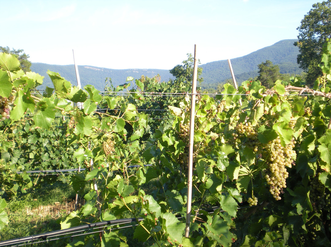 Wisteria Farm and Vineyard景点图片