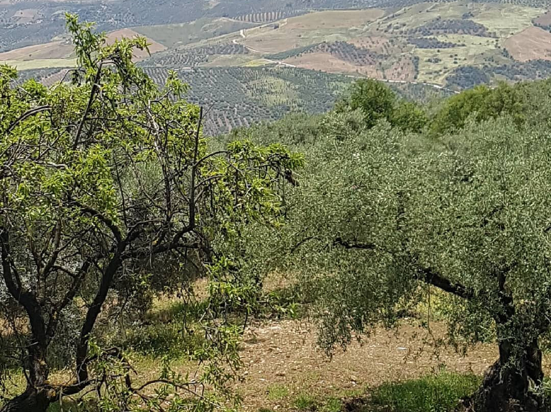 Alfarnatejo酒店住宿-B&b Cortijo De Vilo