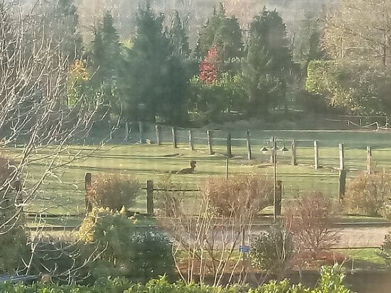 La Riva degli Alpaca主图