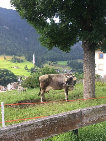 Sule Hof Agriturismo主图
