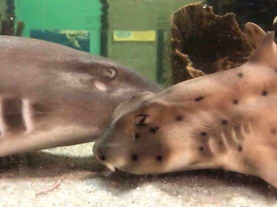 Seaport Aquarium景点图片