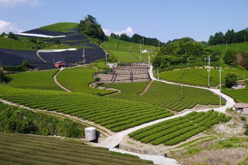 和束町旅游景点-Ishitera Tea Plantation