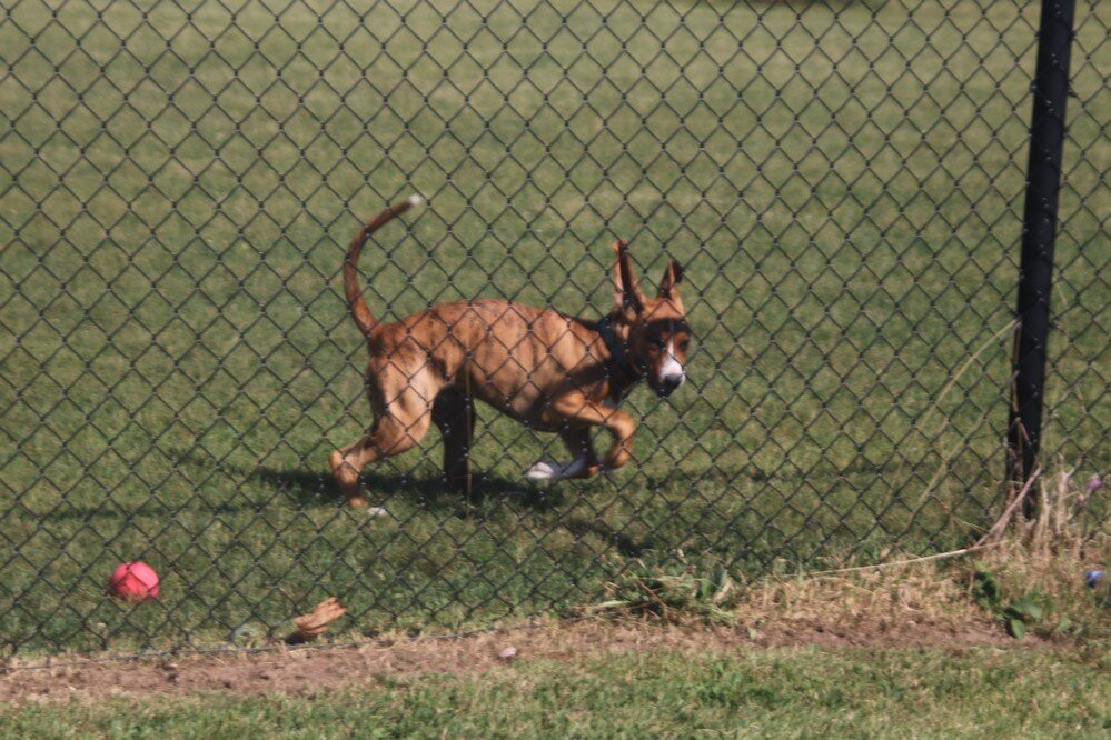 Sugarbowl Park Off-leash Dog Area Dog Area Lrash景点图片