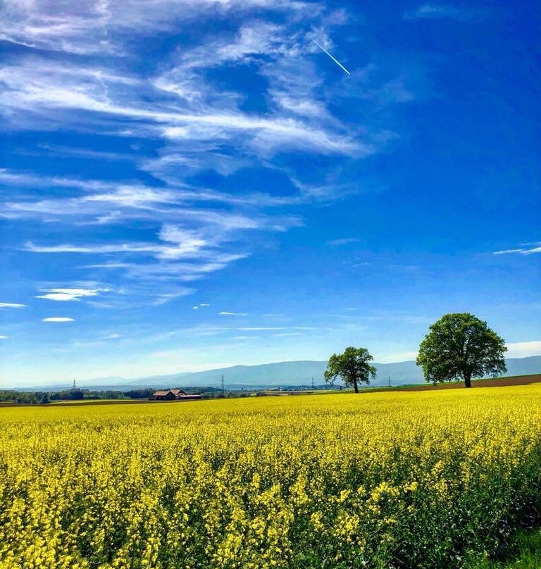 Echallens旅游攻略图片