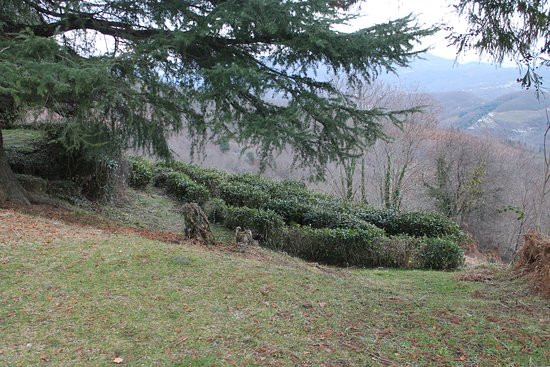 Dagomys Tea Plantation-索契必去景点