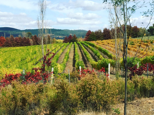 Orange Mountain Bike Park (Lake Canobolas)-奥兰治必去景点