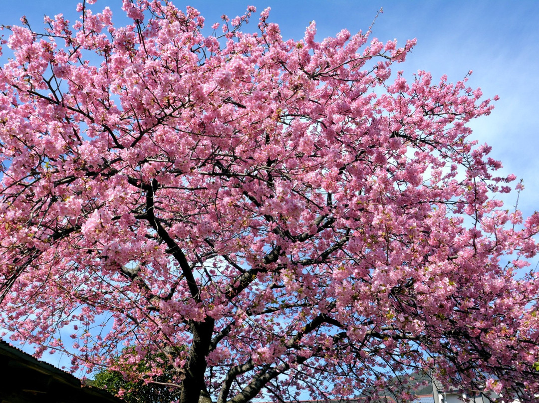 Kawazuzakura Festival景点图片