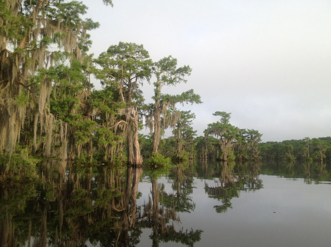 DePierre's Swamp Tours景点图片