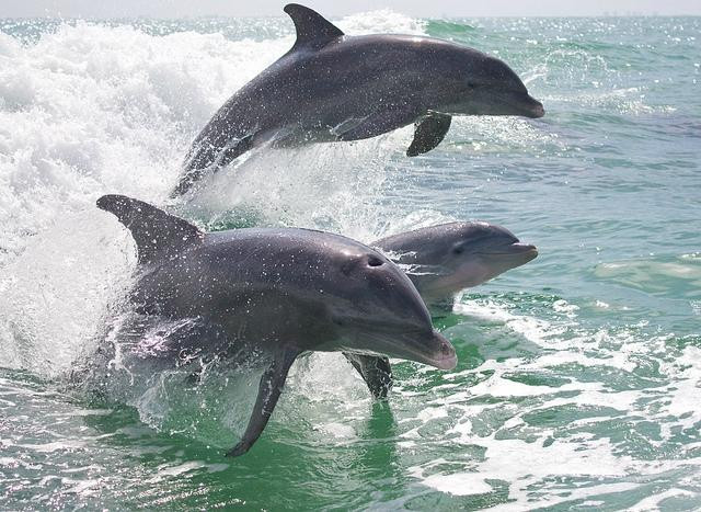 Island Time Dolphin & Shelling Cruises景点图片