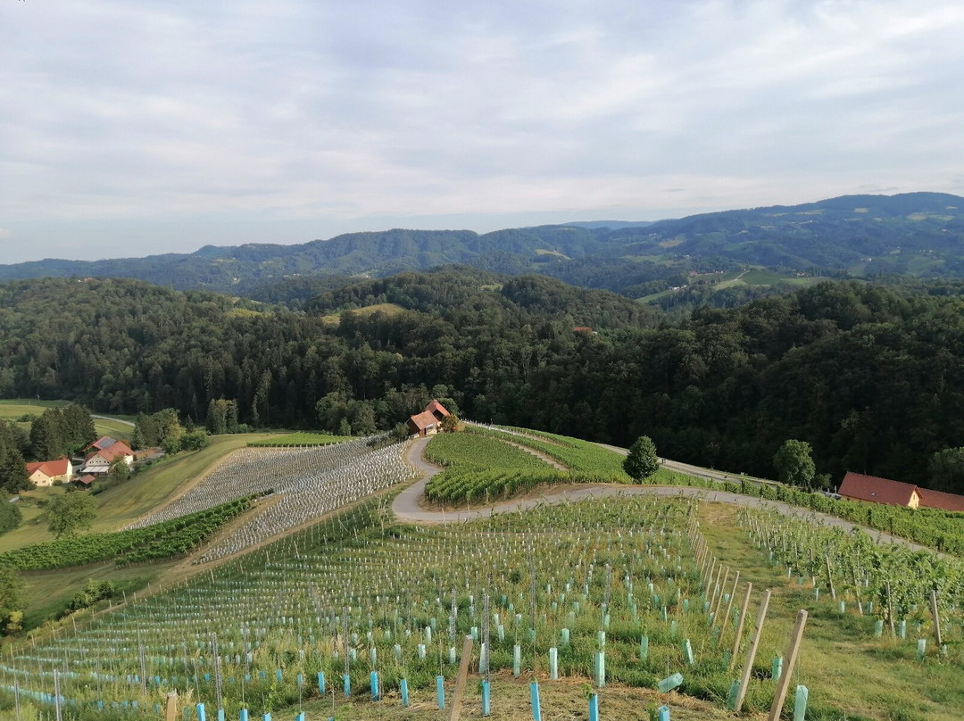 Šerbinek Winery & the Heart-Shaped Wine Road