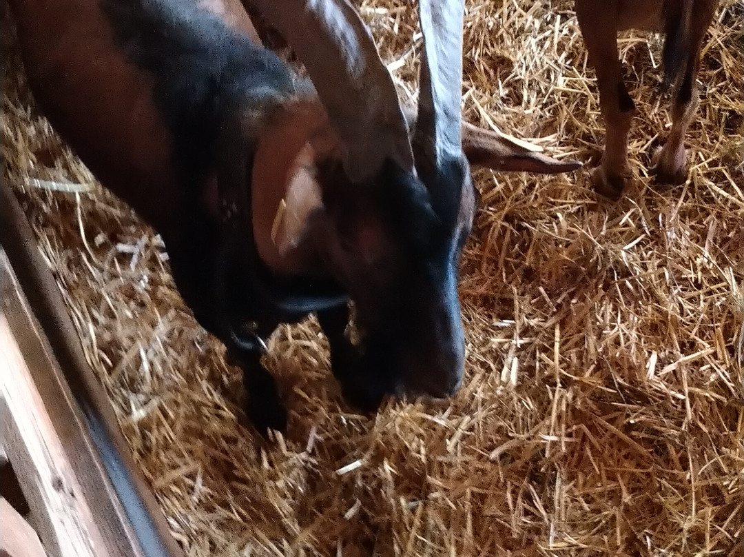 Chevrerie de Plampinet