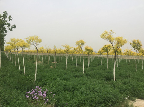 西青郊野公园-天津市必去景点
