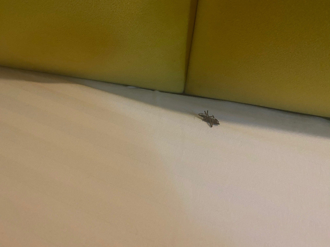 Cudhi-Kampt旅游攻略图片