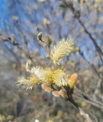 Ruta Senderismo Galapagar - San Lorenzo de El Escorial-Galapagar必去景点