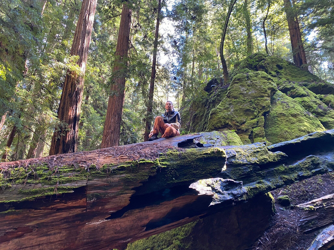 Montgomery Woods State Reserve景点图片