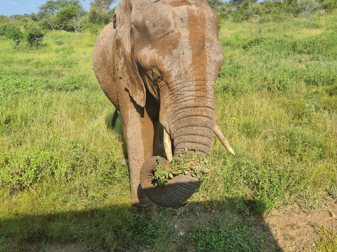 Crossroads Safaris & Tours-克鲁格国家公园必去景点