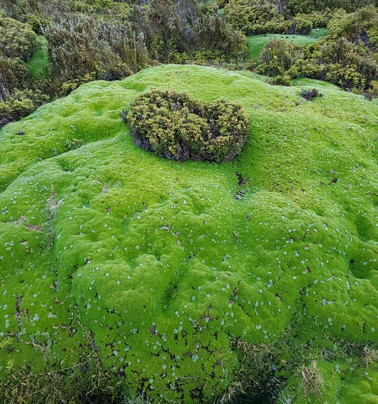 See Tasmania-霍巴特必去景点