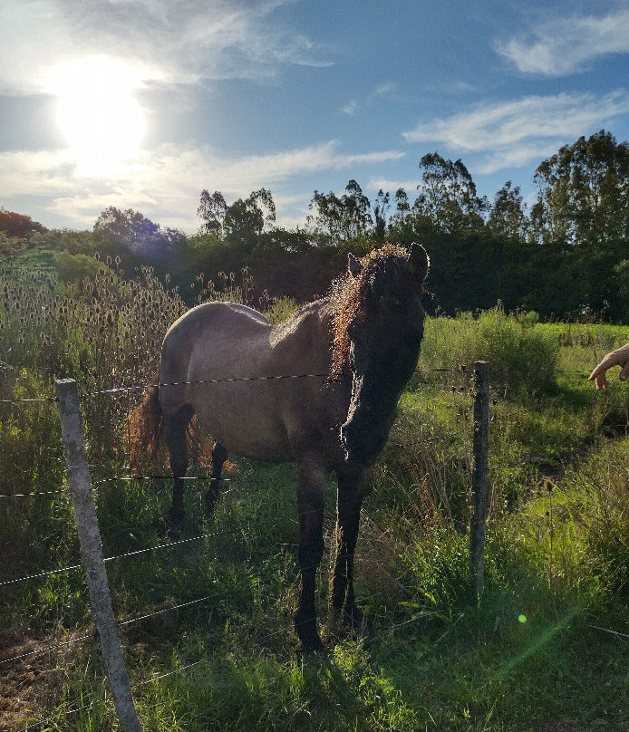 La Casona Italiana主图