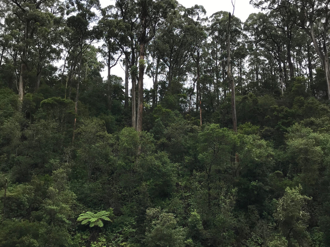 Fern Glade Reserve-伯尼必去景点