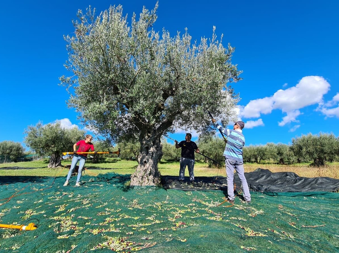 Olivo Istriano: Authentic Istrian family farm, guided walk, foods & wine-布延必去景点