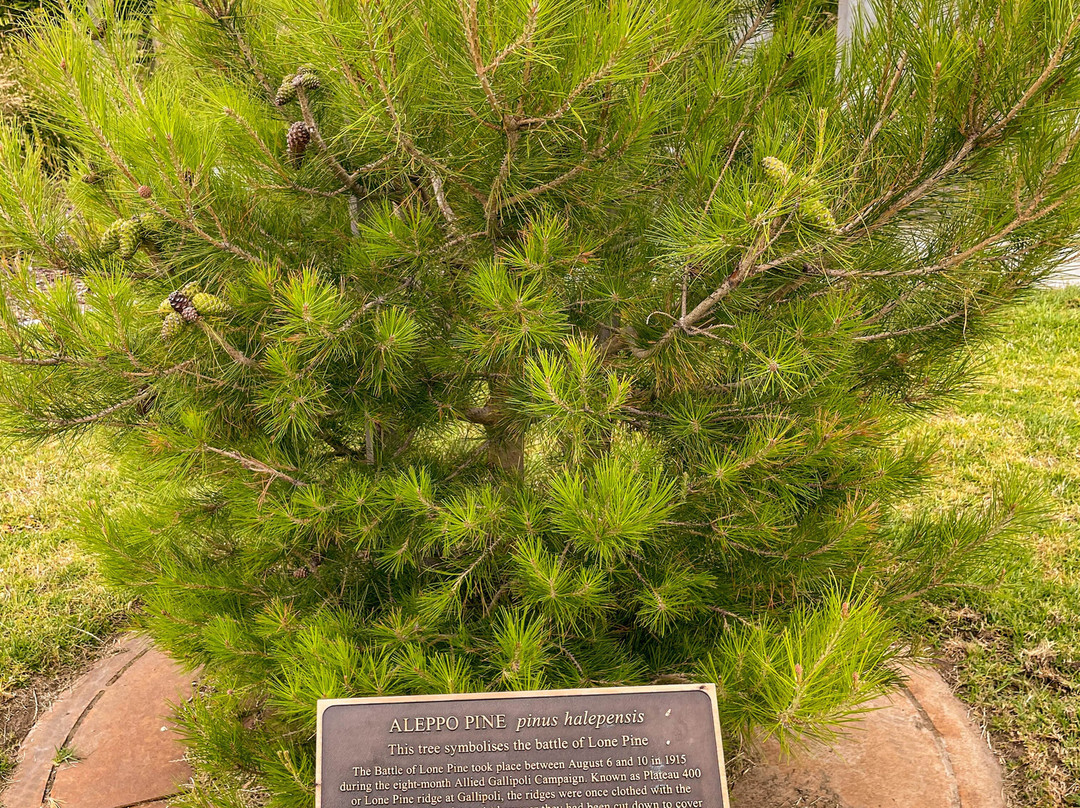 Anzac Memorial Park-洛恩必去景点