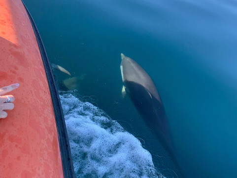 Feathers & Scales-里斯本必去景点