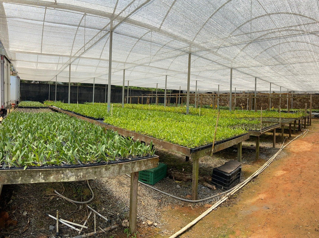 Orquidário Binot-彼得罗波利斯必去景点