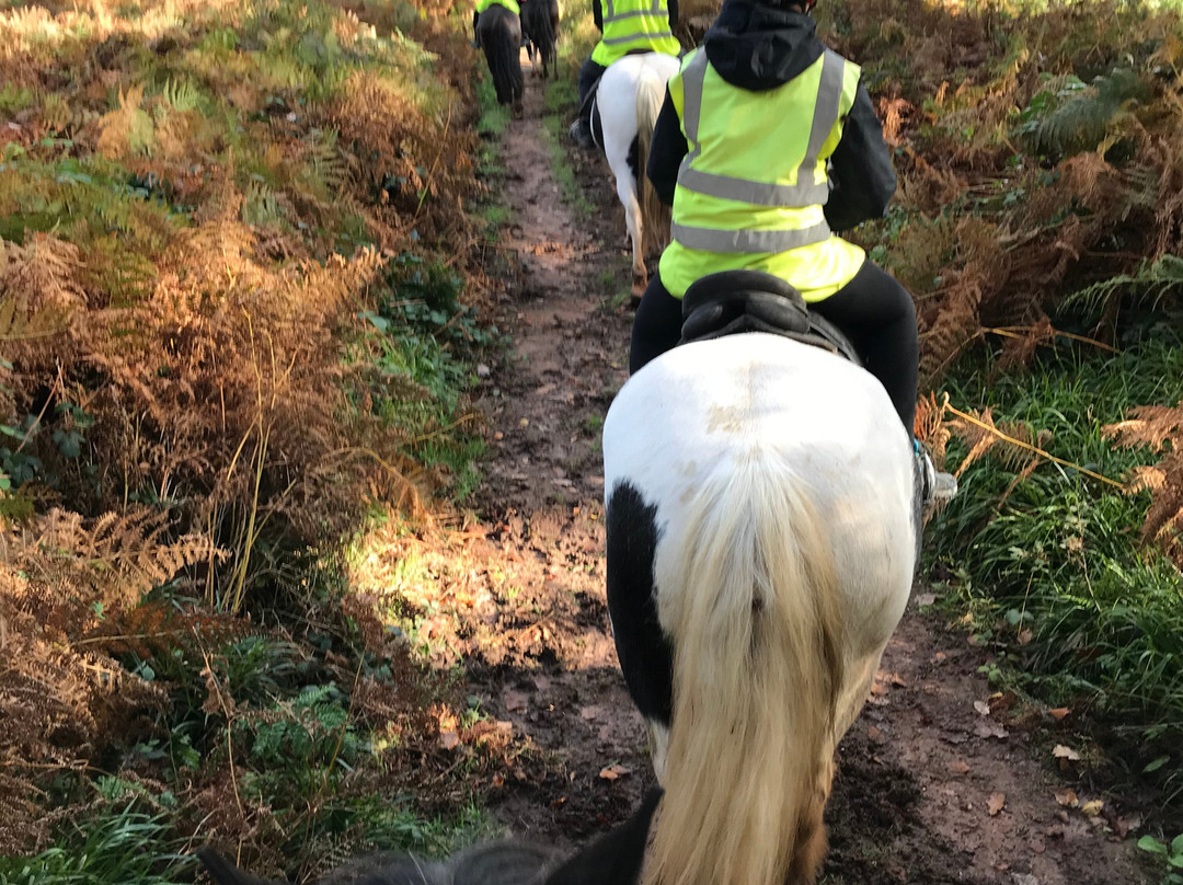 Severnwye Llama Trekking景点图片