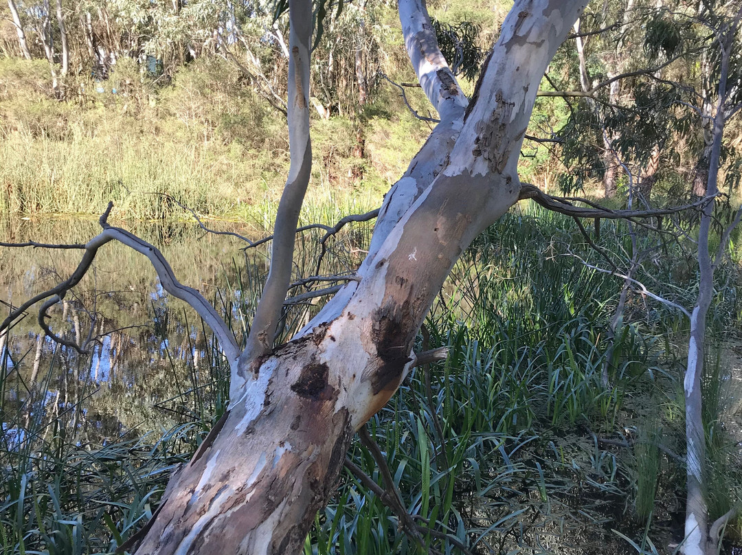 Heyfield Wetlands Information Centre-Heyfield必去景点