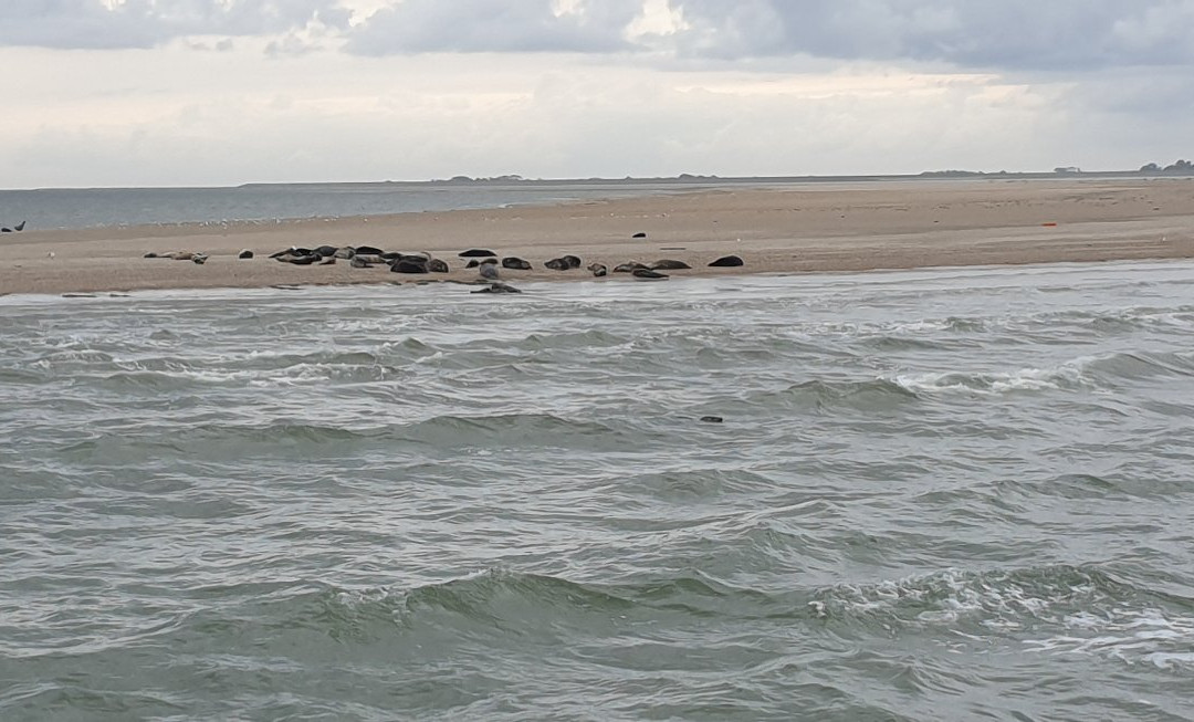 Waddenveer De Vriendschap景点图片