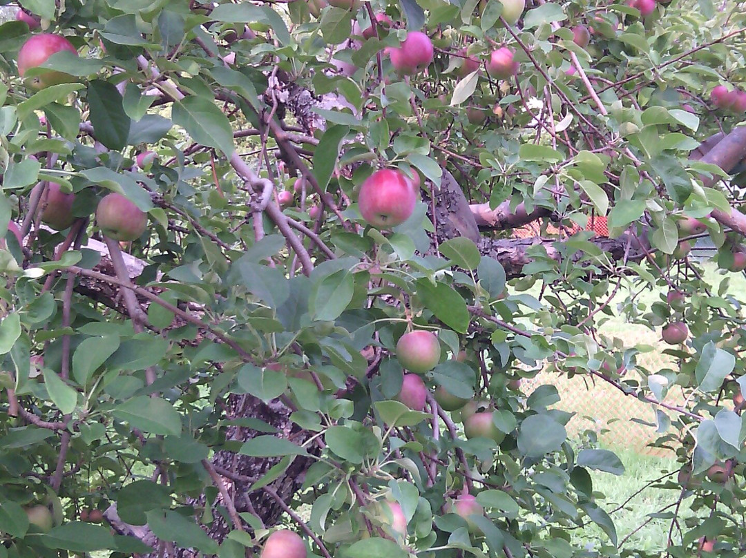 Les Vergers Lafrance-Saint-Joseph-du-Lac必去景点
