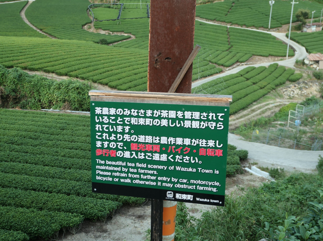 Ishitera Tea Plantation-和束町必去景点