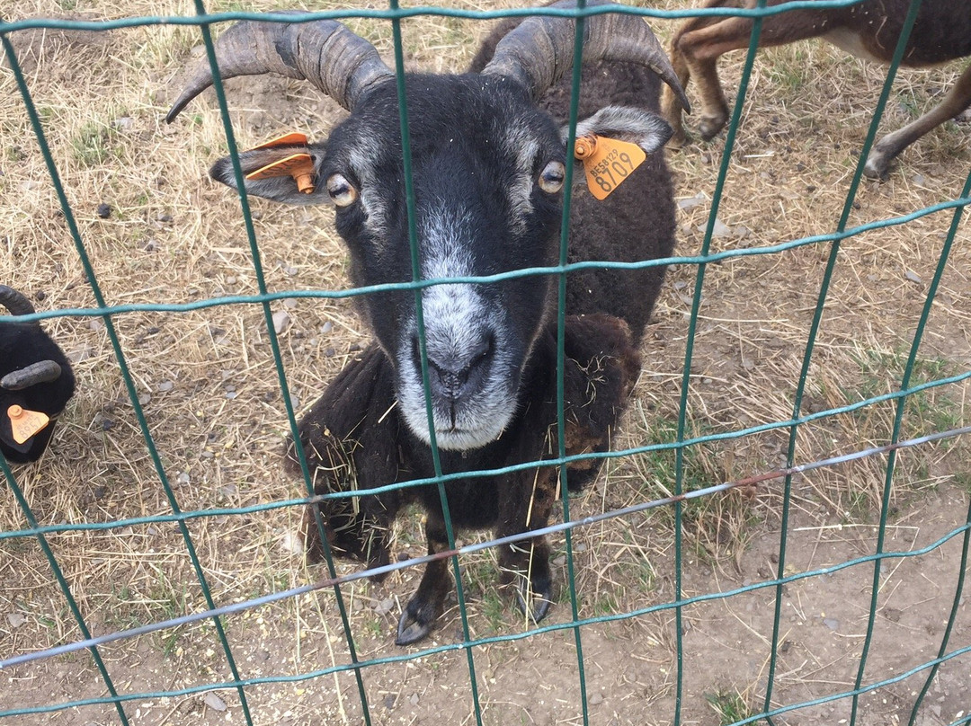 Animalaine景点图片