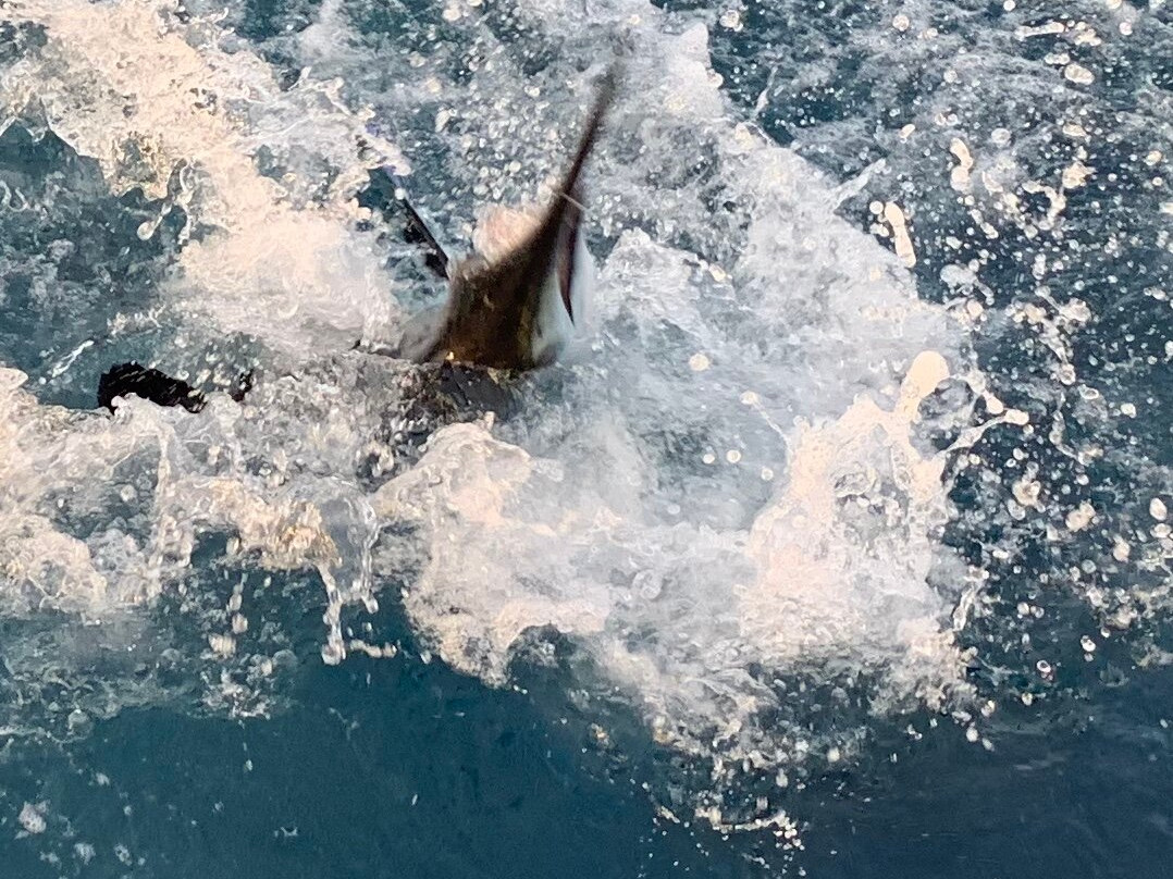 Rhonda's Osprey Offshore Charters-Palm Beach Shores必去景点