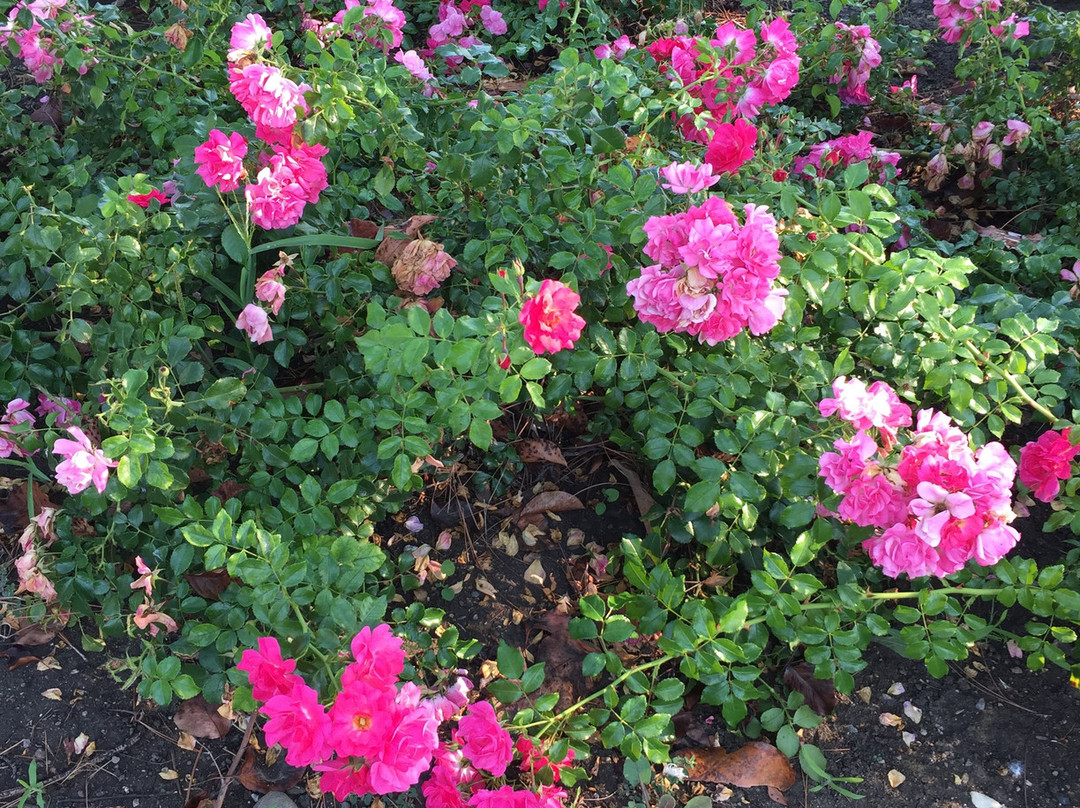 Hidden Lake Park-米尔皮塔斯必去景点