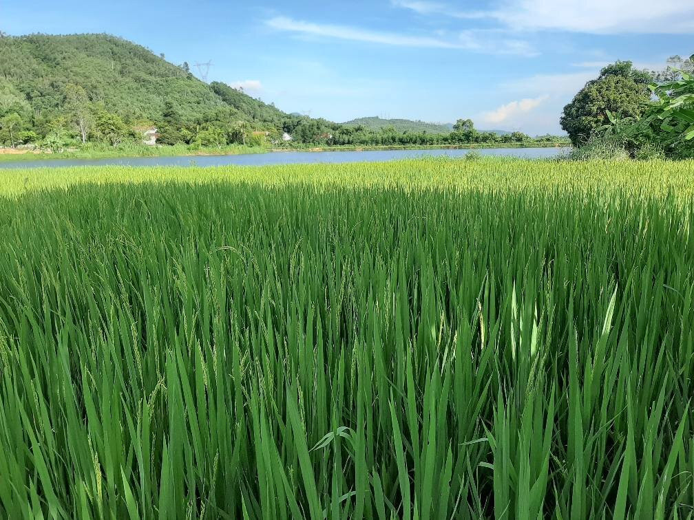 Dong Du Village Lakeside Farm Stay-Nghia Thuan必去景点