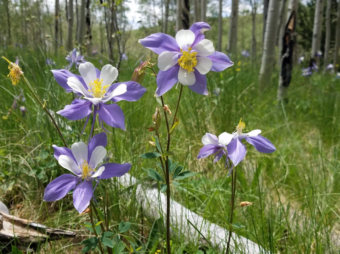 Kenosha Pass-Fairplay必去景点