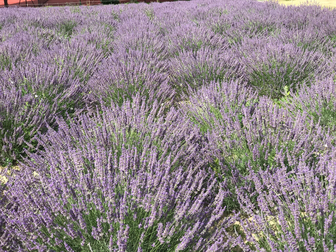Pannonhalma Abbey Gardens and Herbal Lavender House-Pannonhalma必去景点