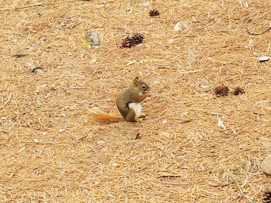 Algonquin Pines Campground主图