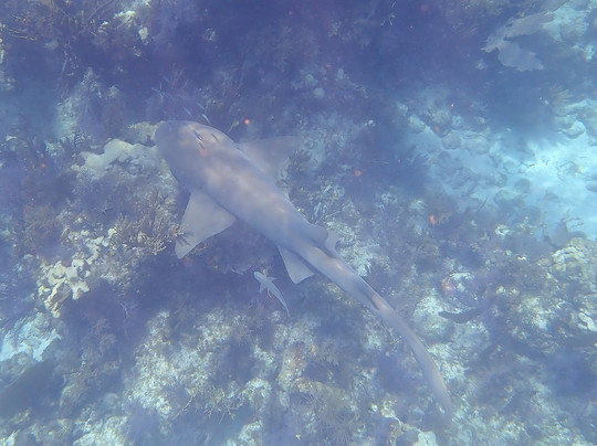 Quiescence Diving Services-拉哥岛必去景点
