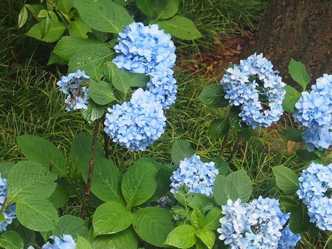 Katsushika Hachimangu-市川市必去景点