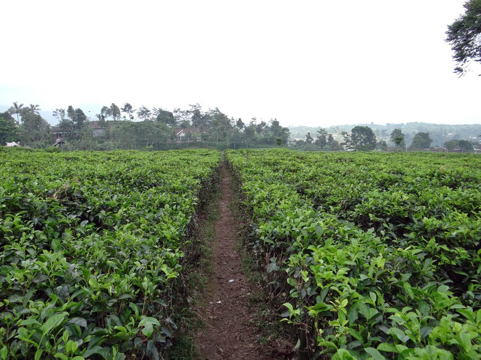 Kemuning Tea Plantation景点图片
