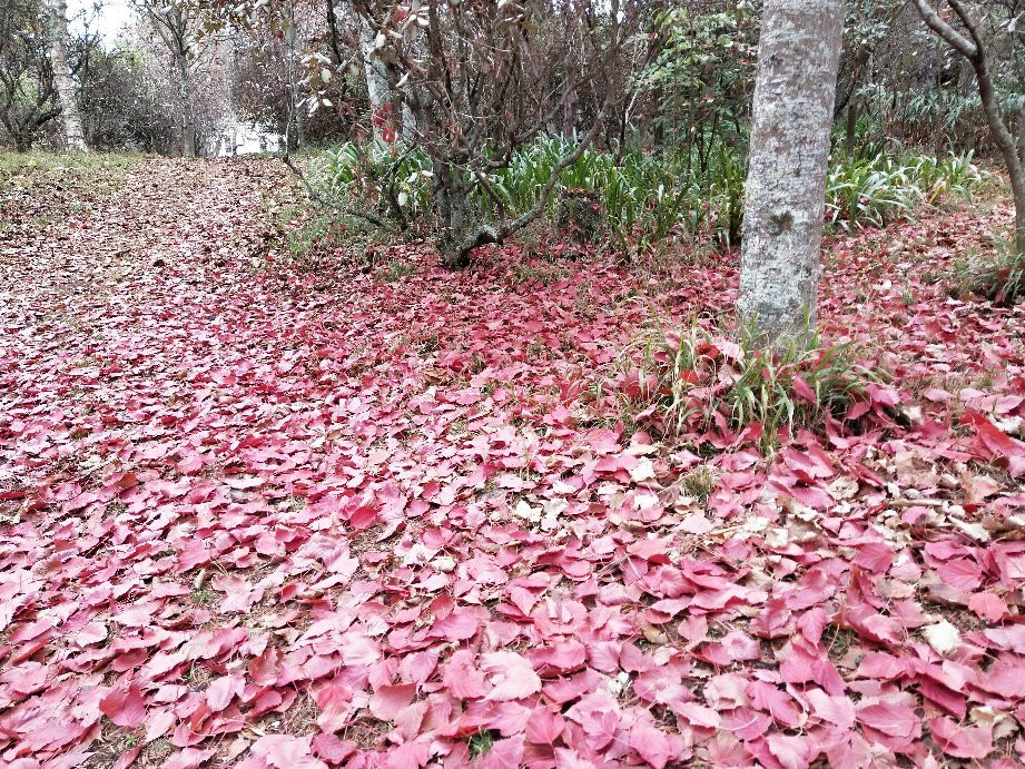 Gwavas Garden Homestead